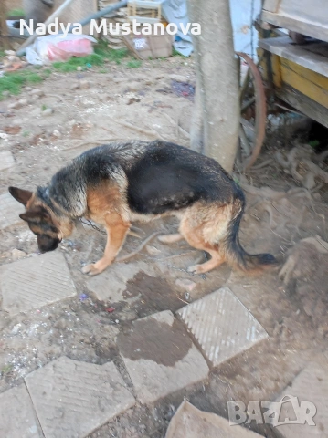 Продавам куче немска овчарка . , снимка 2 - Немска овчарка - 54161146