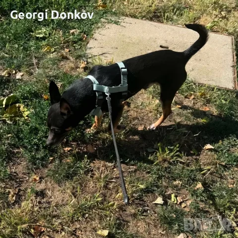 Подарявам Блеки 🥰, снимка 2 - Други - 55569234
