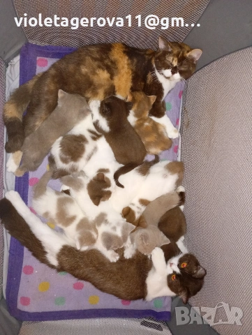 Британски котки , снимка 3 - За котки - 55256610