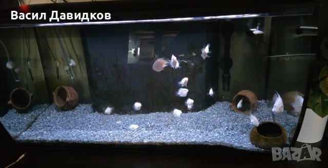 Бял папагал (White / Platinum Blood Parrot), снимка 6 - Рибки - 53250789