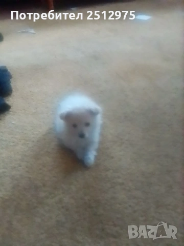 Продавам померан момиче , снимка 6 - Померан - 54337021
