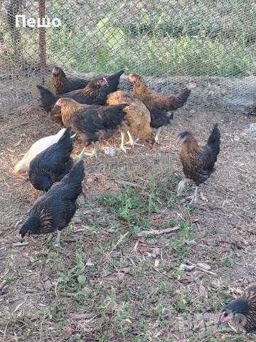 пилета,кокошки яйца , снимка 2 - Кокошки и пуйки - 54069227
