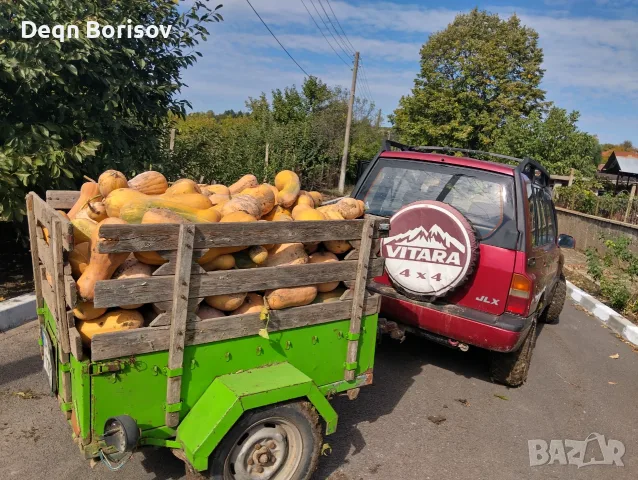 Тикви бели и цигулка 