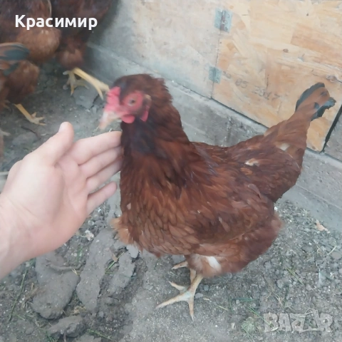 Кокошки Ексел 10м., снимка 4 - други­ - 54309271