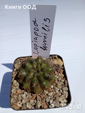 Кактус - Copiapoa humilis 5.5 саксия N 1