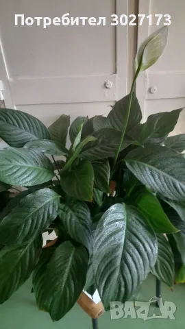 Спатифилум Сенсейшън с големи листа, Spathiphyllum ‘Sensation’ Peace Lily, снимка 2 - Стайни растения - 55567773