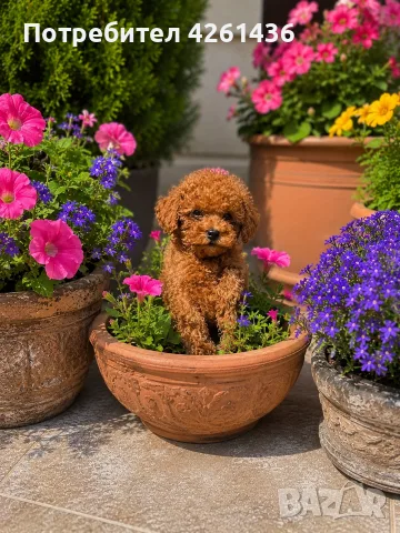 Пудел Той / Poodle toy/