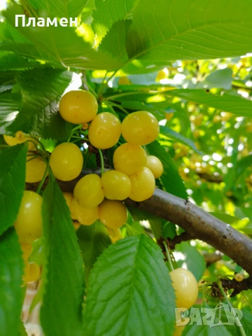 Продавам домашни жълти череши,хрущялка, снимка 2 - Домашни продукти - 54943187