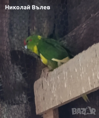 Мъжки какарикита, снимка 2 - Папагали - 54333881