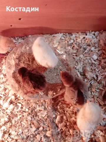 пилета катунски.. червена линия, сребърна линия, нюхемпшир , снимка 4 - Кокошки и пуйки - 54051096