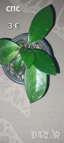 Стайни растения/висящи, снимка 5 - Стайни растения - 54153334