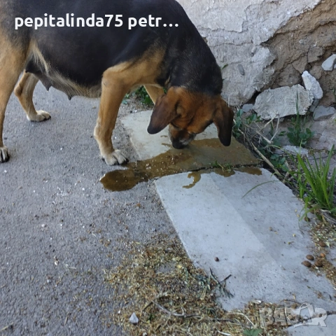 Търся дом за изхвърлено бременно куче, снимка 5 - Други - 54309593