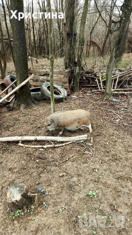 виетнамски прасета, снимка 11 - Прасета - 54004355