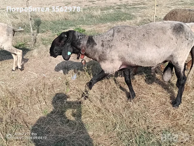 Черноглав Плевенски коч
