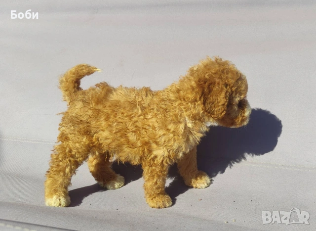 пудел / мини пудел, снимка 8 - Пудели - 54104820