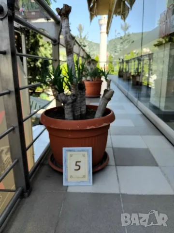 Продавам палма Юка / Yucca, 15 годишна, 1.2 м. височина, 5 стъбла, саксия Ф 45, снимка 6 - Градински цветя и растения - 55570085