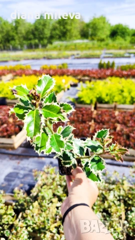 Джел, Илекс Сребърна Кралица, Ilex aquifolium Silver Queen, студоустойчив, многогодишен бодлив храст, снимка 11 - Градински цветя и растения - 54556939