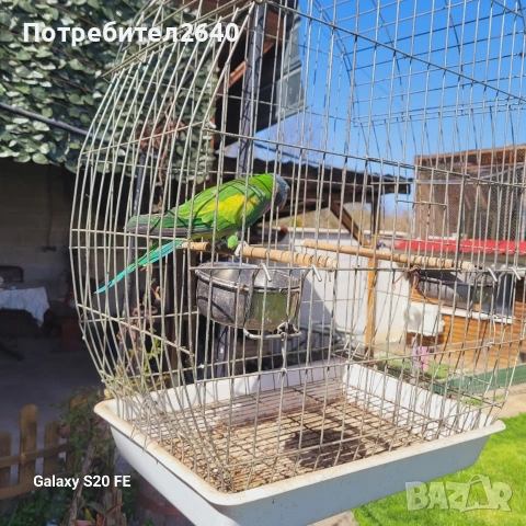 Китайски Александър(Psittacula derbiana), снимка 6 - Папагали - 54227096