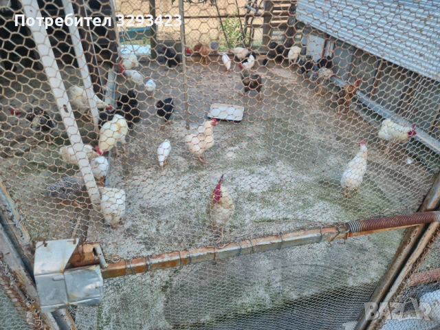 Кокошки и петли Легхорн, снимка 2 - други­ - 54839692