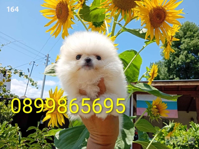 Бели мини Померани. Реални снимки !!!, снимка 11 - Померан - 55239577