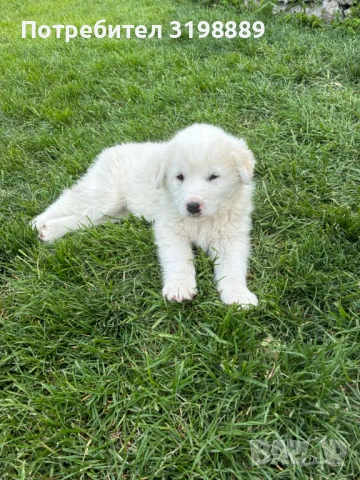 Продавам каракачанки, снимка 4 - Каракачанска овчарка - 54257111