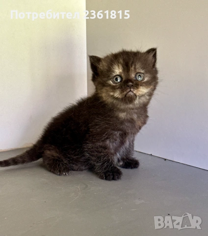 Шоколадово британче, снимка 3 - Британска късокосместа - 54311571