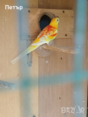 мъжки поен папагал на две години. , снимка 3 - Папагали - 54237582