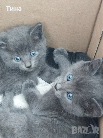 Подарявам котенца