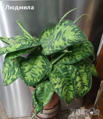 Хомаломена 'Камуфляж' / Homalomena 'Camouflage'