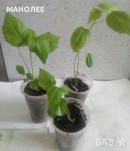 🌺🌺🌺Градински хибискус-студоустойчив🎁✨💐, снимка 3 - Градински цветя и растения - 52949698
