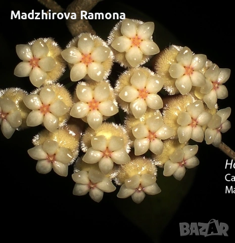 Хоя. Hoya Lata Iskandar A