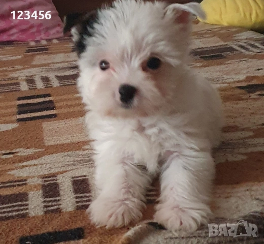 Малки йоркита бивър , снимка 4 - Йоркширски териер - 54003255