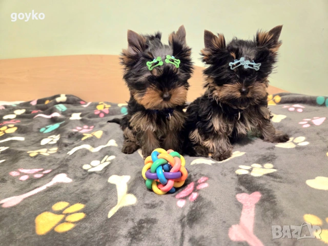 йорки, снимка 3 - Йоркширски териер - 53978443