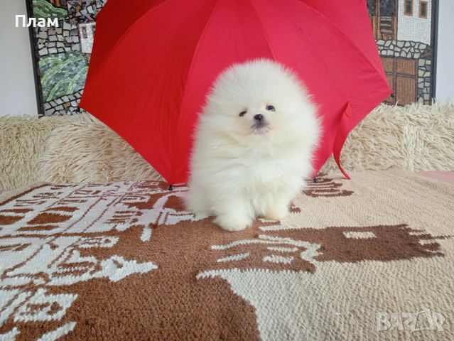 Бели мини Померани. Реални снимки от 04.04.26 г., снимка 2 - Померан - 54058437