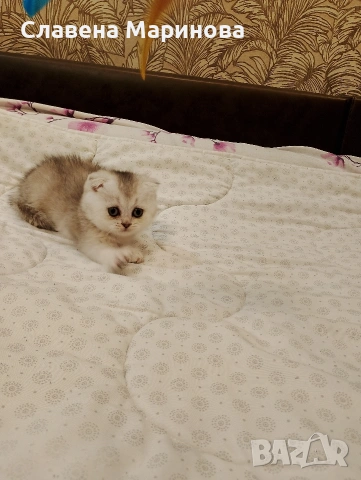 Шотландски котета ,сребърна чинчила, колорпойнт, дългокосместа котка, снимка 8 - Чинчили - 54735813