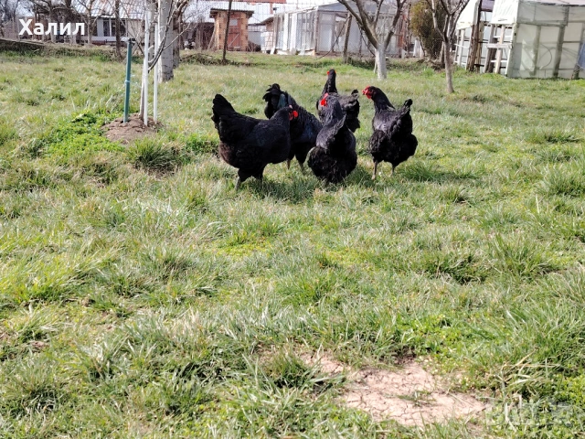 Разплодни яйца за люпене от кок, снимка 6 - други­ - 54272095