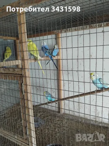вълнисти папагали 