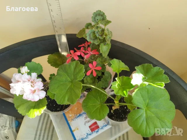 Сортово Мушкато 3 €/бр налични 3 сорта , снимка 8 - Стайни растения - 44395633