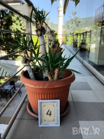 Продавам палма Юка / Yucca, 15 годишна, 1.2 м. височина, 5 стъбла, саксия Ф 45, снимка 5 - Градински цветя и растения - 55570085