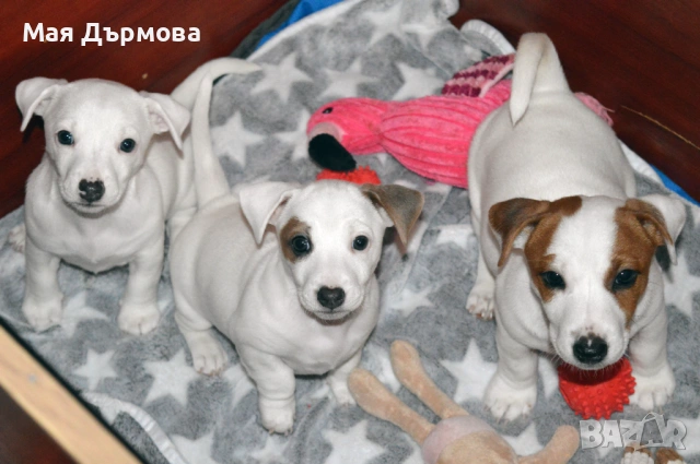 джак -ръсел териер с родословие, снимка 3 - Джак ръсел териер - 54152371