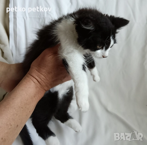 Подарявам малко котенце на 3 месеца, снимка 7 - Други - 54725973
