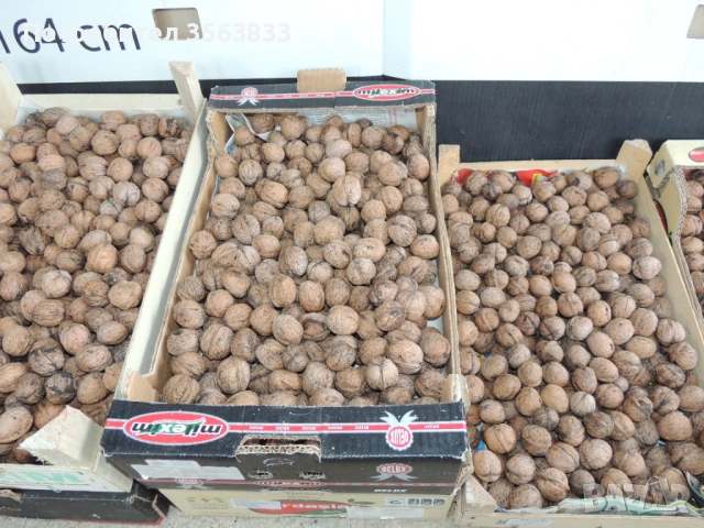 Орехи с черупка реколта 2025 г., снимка 3 - Други - 53960584