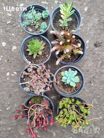 Продавам седуми