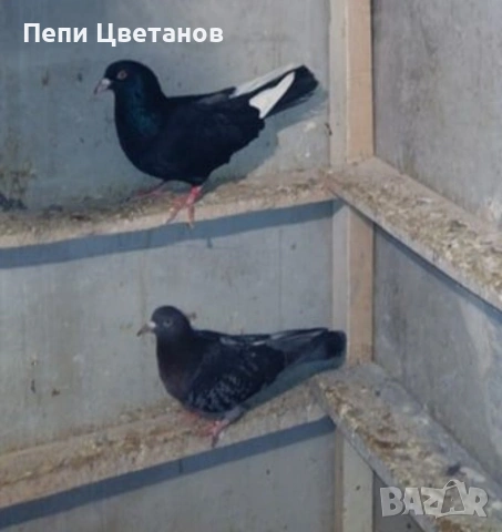 ГЪЛЪБИ    ГЪЛЪБ , снимка 6 - За птици - 55151458