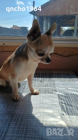 чихуахуа , снимка 11 - Чихуахуа - 52663276