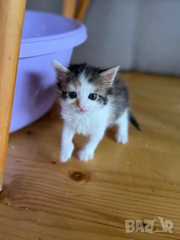 Ангорско Котенце + Доставка 50 евро, снимка 13 - Ангорски - 40695376
