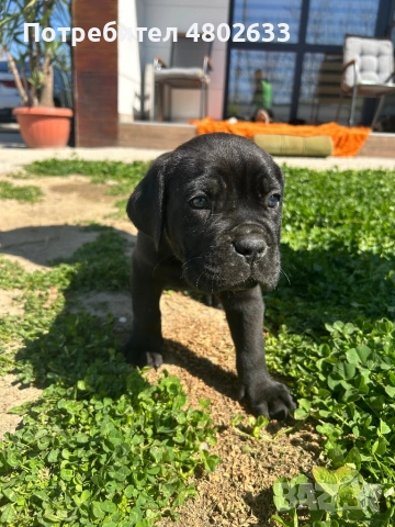 Продавам Кане Корсо кученца, снимка 3 - Кане корсо - 54253951