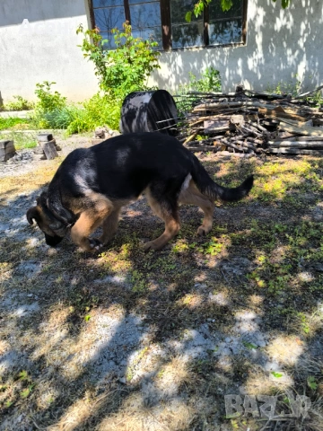 Чисто кръвна Немска овчарка на 4 месеца женска , снимка 2 - Немска овчарка - 54319285