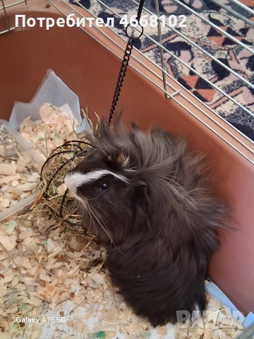 Подарява се мъжко морско свинче 
