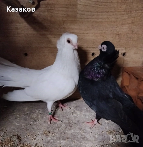 Продавам гълъби, снимка 4 - Гълъби - 54517246